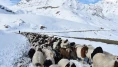 Kışın kar esareti yaşanan köyde, sürülerin kente göçü başladı