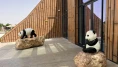 Katar'ın sevimli panda çifti, Orta Doğu'da bir ilke imza atıyor