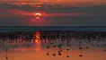 Tuz Gölü'nde flamingo sevinci: 12 bin 800 yavruyla son 5 yılın rekoru
