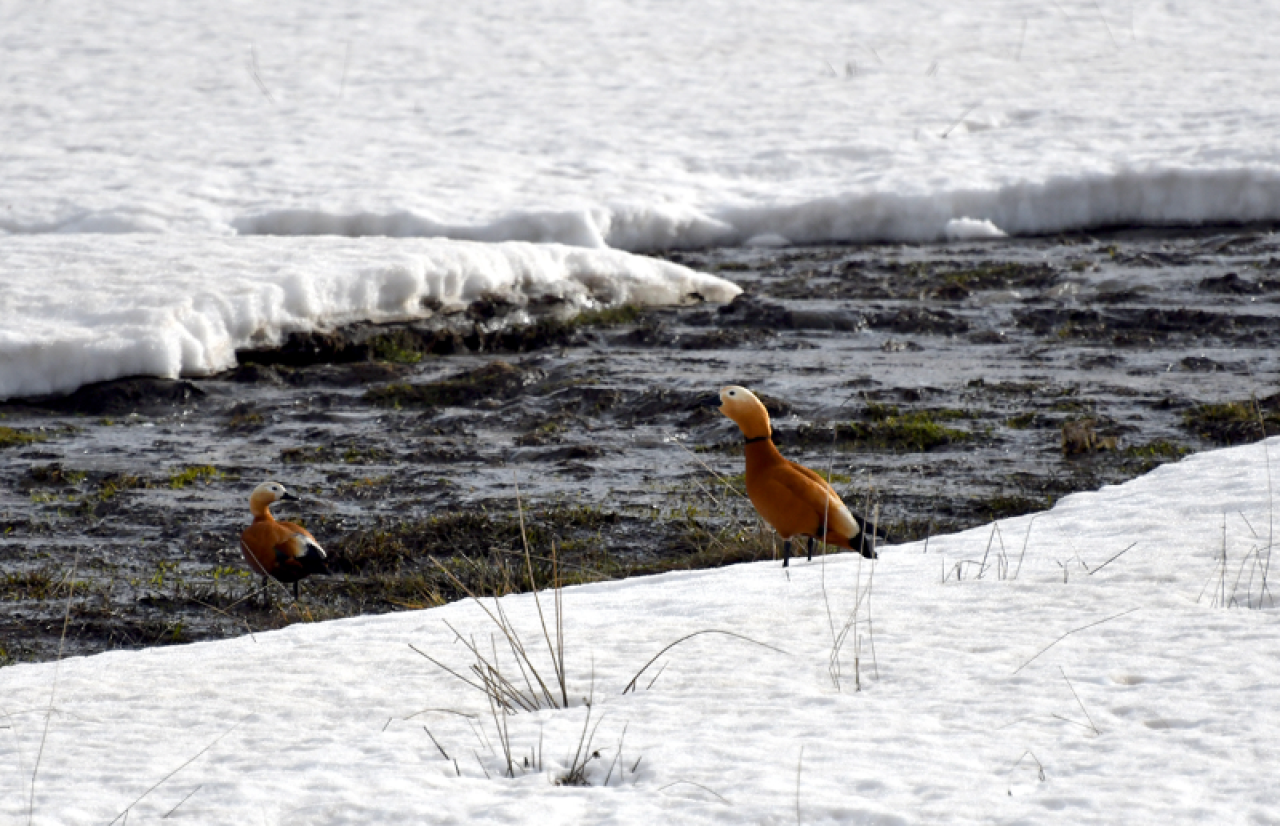 Karların erimeye başladığı Kars'ta doğa yaban hayatıyla renkleniyor 7