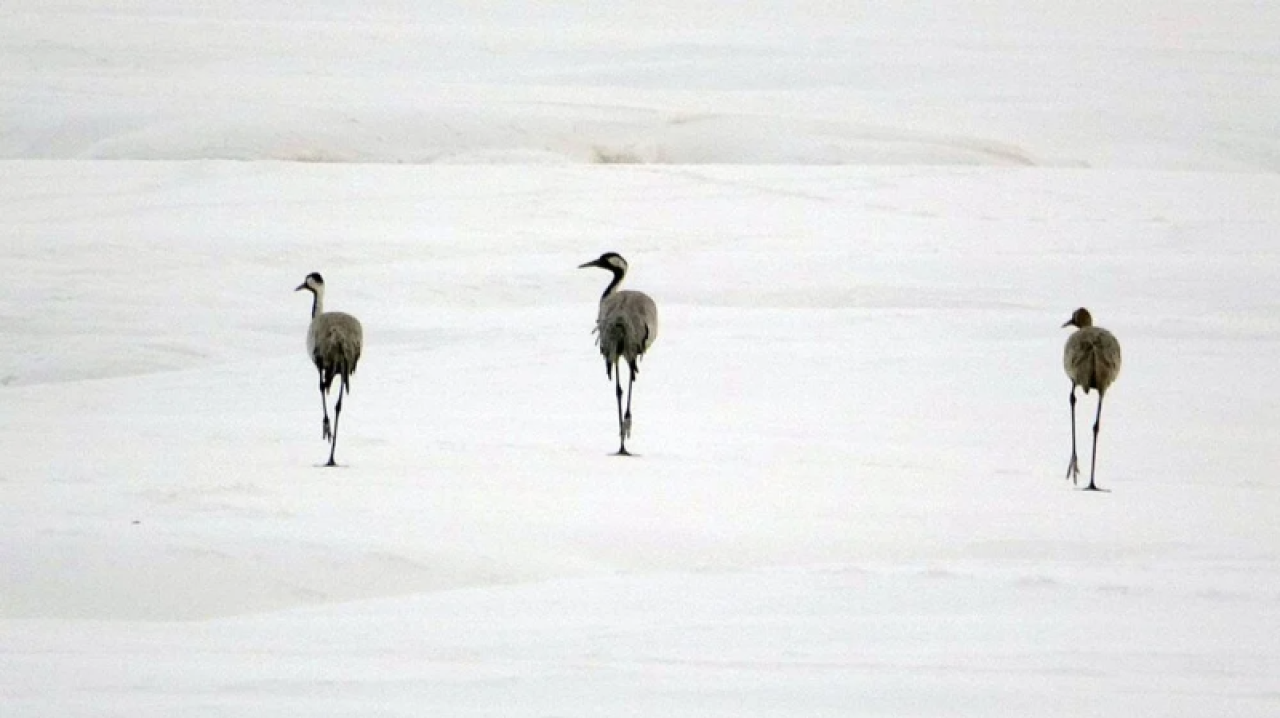 Turnalar 30 yıl aradan sonra Yüksekova'ya yeniden geldi 1