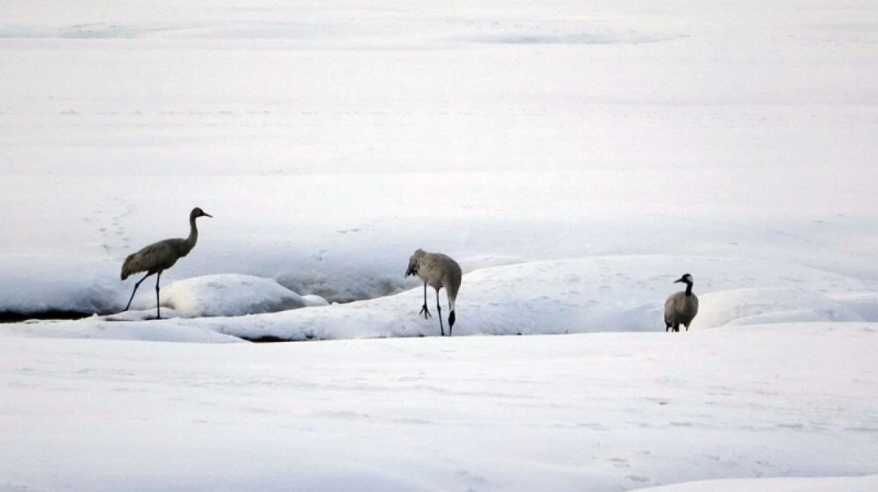 Turnalar 30 yıl aradan sonra Yüksekova'ya yeniden geldi 2