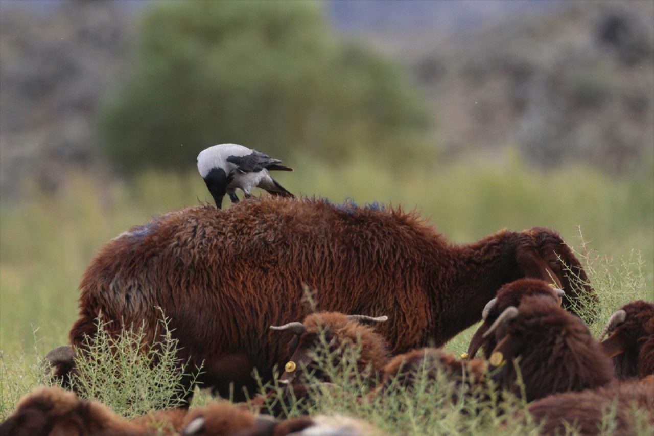 Koyunların üstündeki böceklerle beslenen kuşlar kameraya yansıdı 1