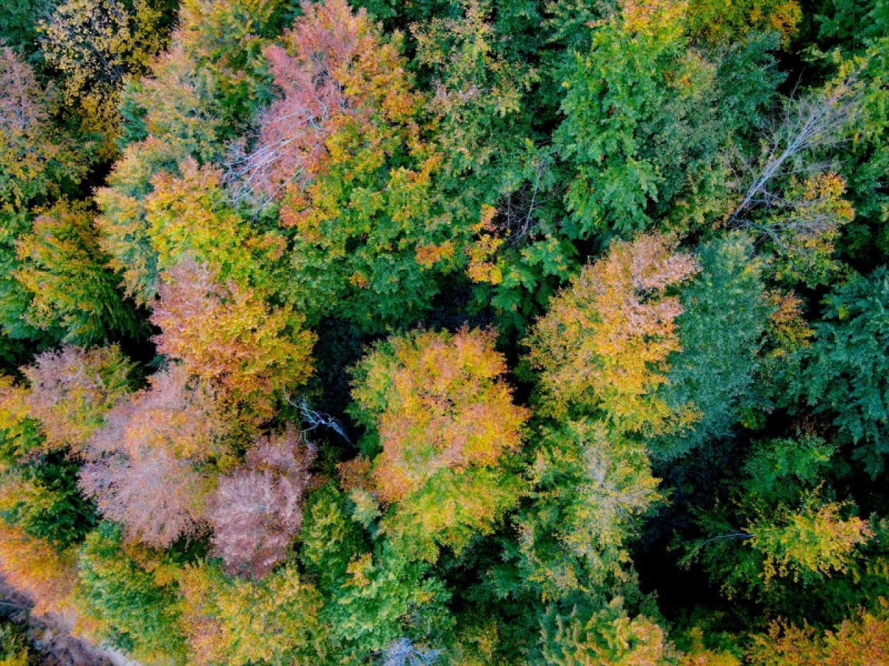 Kastamonu'daki Loç Vadisi ziyaretçilerini sonbahar renkleriyle ağırlıyor 7