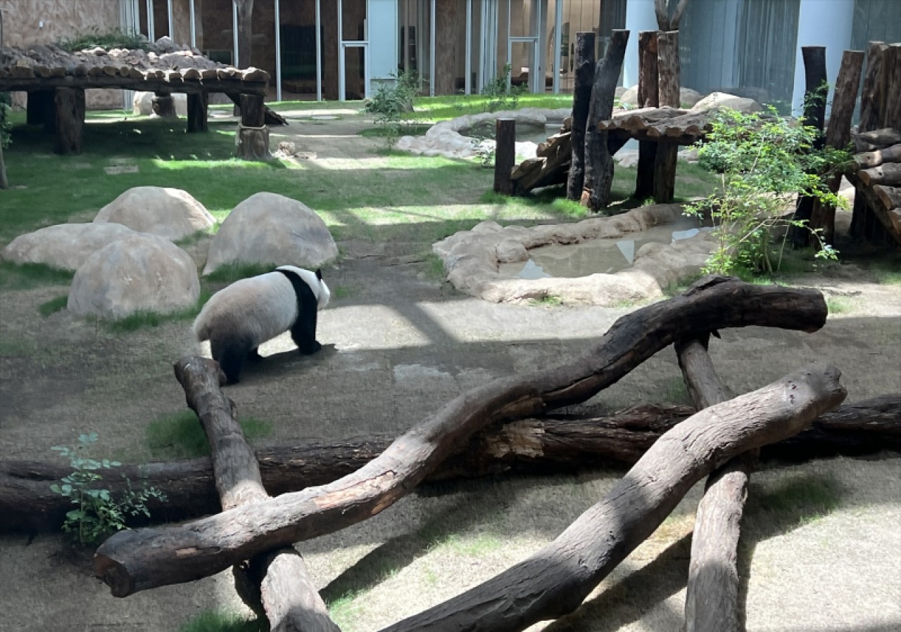 Katar'ın sevimli panda çifti, Orta Doğu'da bir ilke imza atıyor 16
