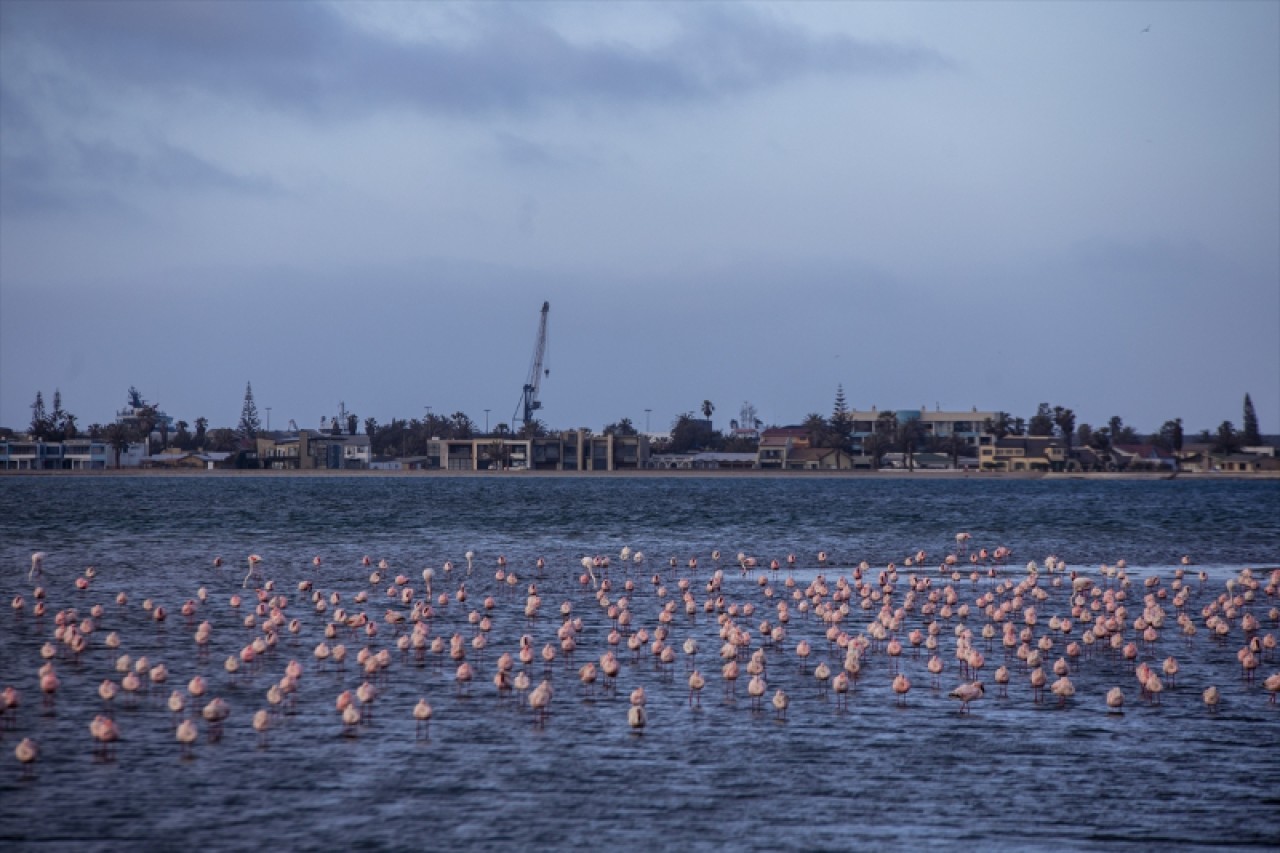 Afrika sahillerinde bir flamingo cenneti: Walvis Bay Lagünü 1
