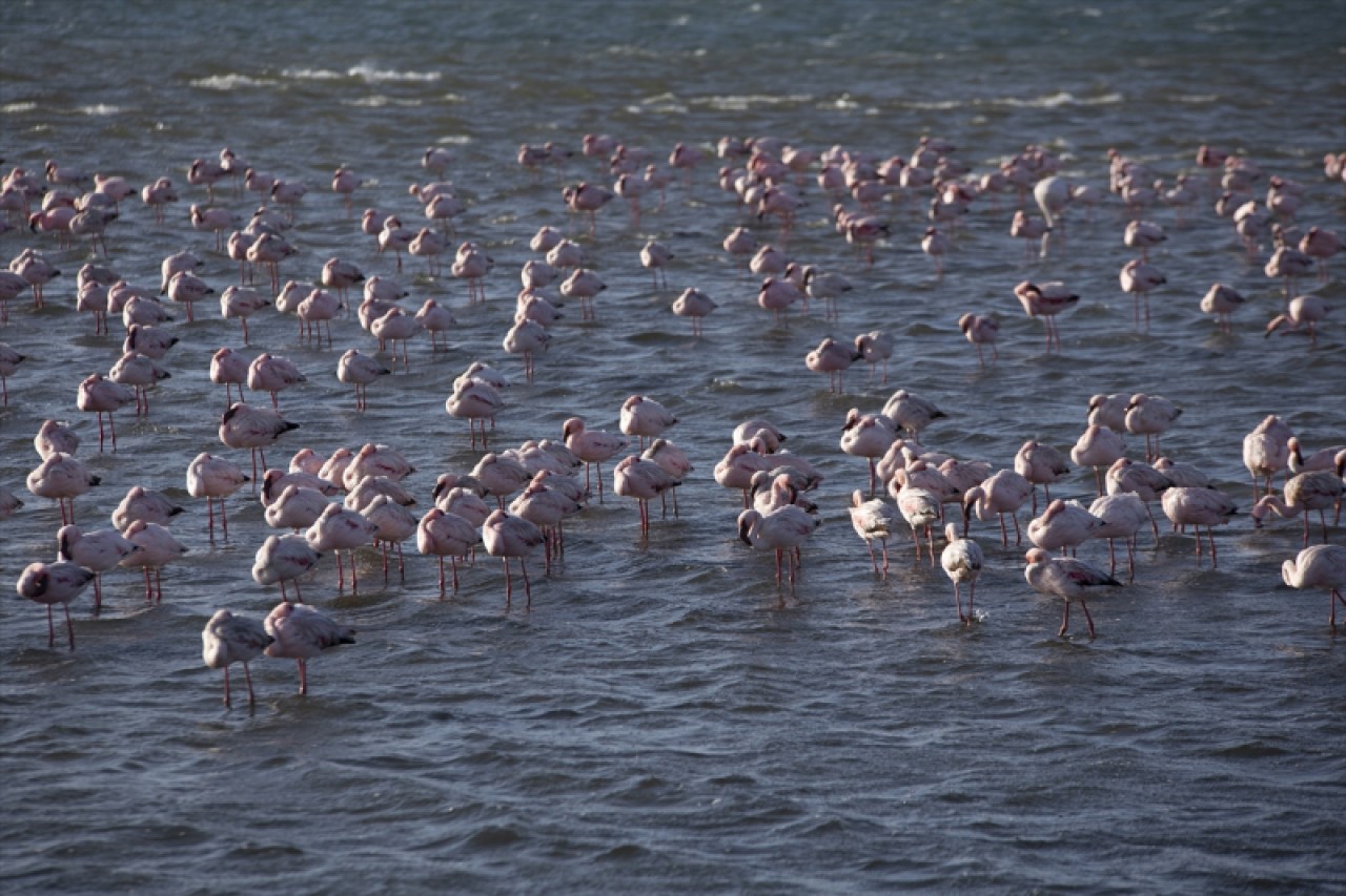 Afrika sahillerinde bir flamingo cenneti: Walvis Bay Lagünü 5