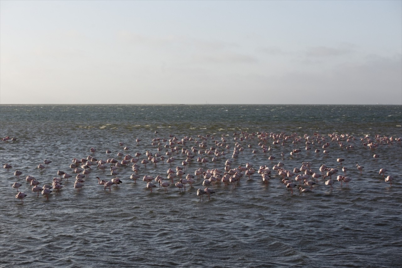 Afrika sahillerinde bir flamingo cenneti: Walvis Bay Lagünü 3