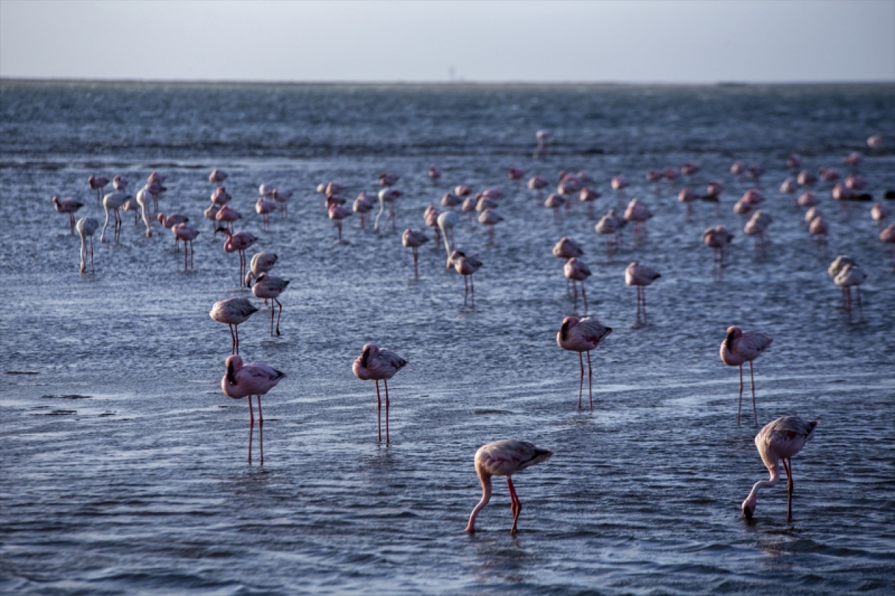 Afrika sahillerinde bir flamingo cenneti: Walvis Bay Lagünü 7