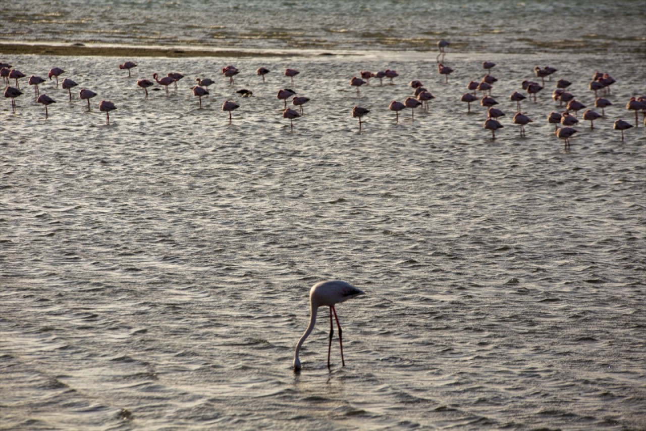 Afrika sahillerinde bir flamingo cenneti: Walvis Bay Lagünü 14