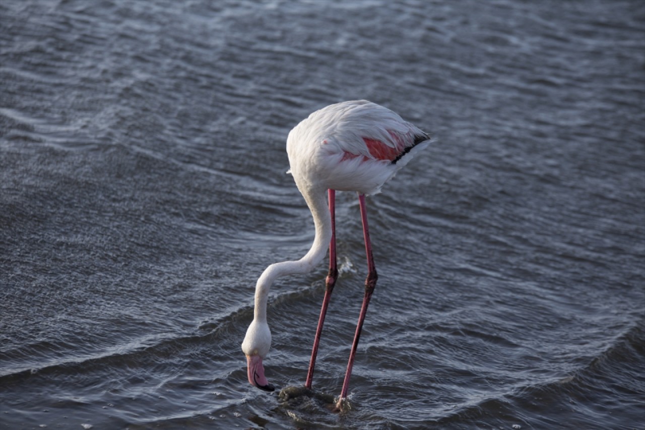 Afrika sahillerinde bir flamingo cenneti: Walvis Bay Lagünü 10
