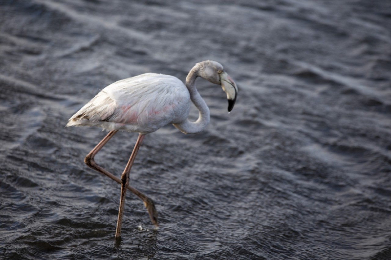 Afrika sahillerinde bir flamingo cenneti: Walvis Bay Lagünü 9