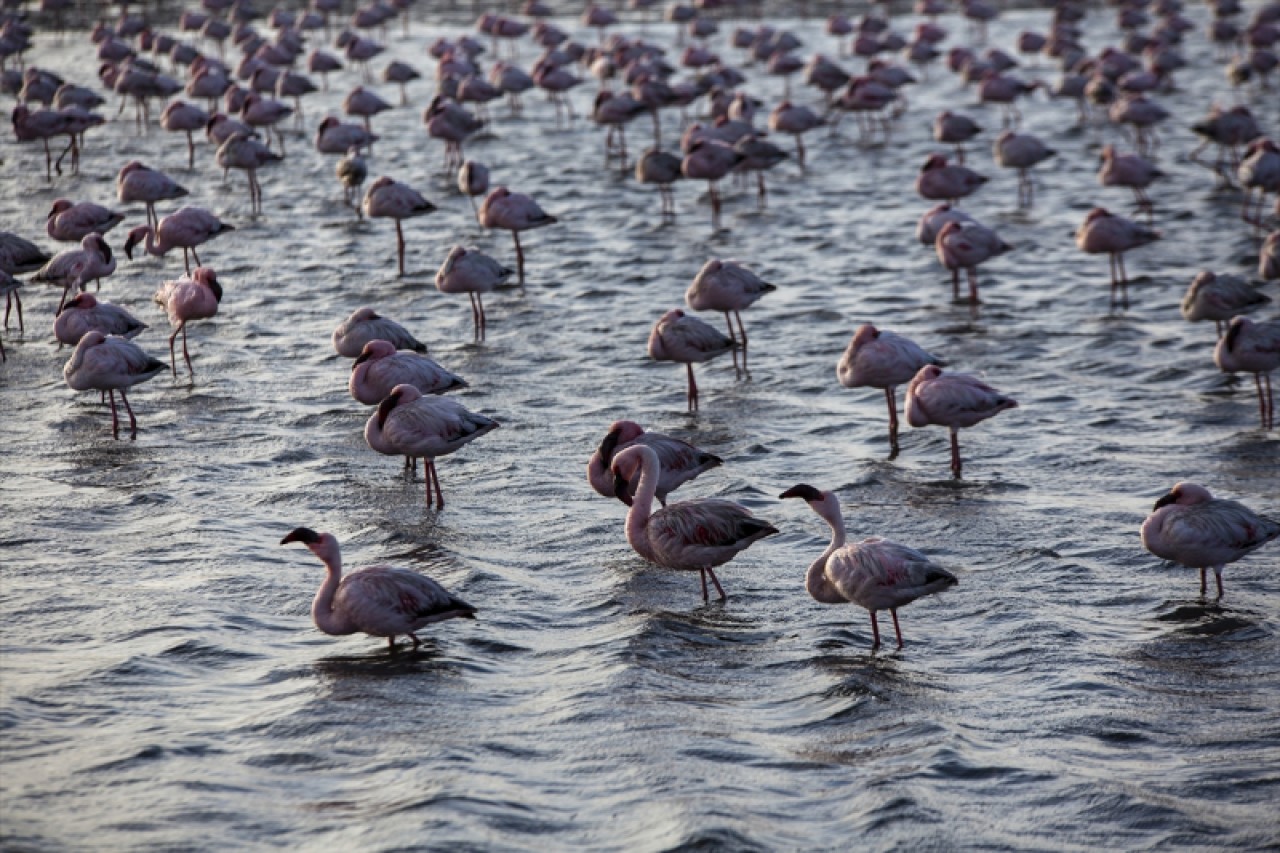 Afrika sahillerinde bir flamingo cenneti: Walvis Bay Lagünü 16