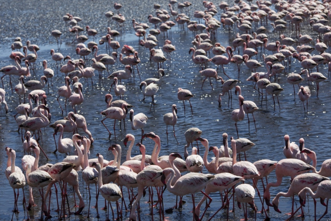 Afrika sahillerinde bir flamingo cenneti: Walvis Bay Lagünü 17