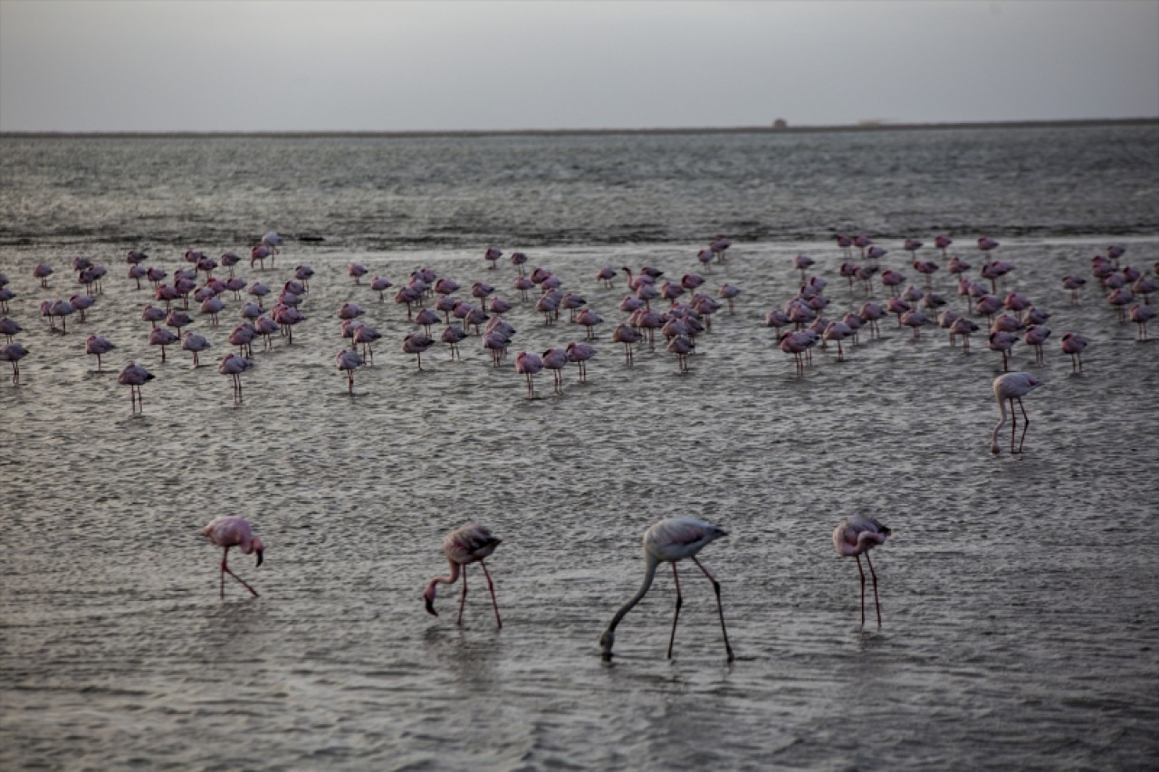Afrika sahillerinde bir flamingo cenneti: Walvis Bay Lagünü 13