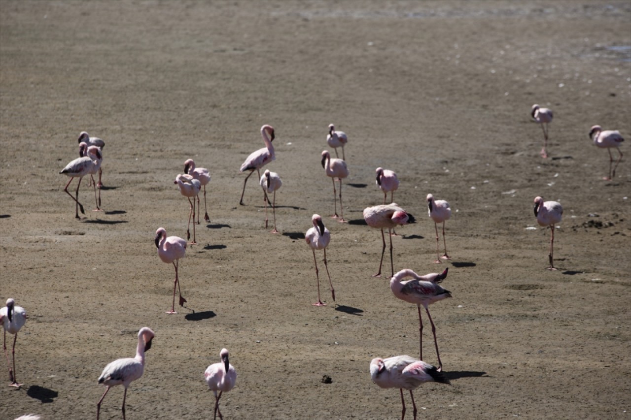 Afrika sahillerinde bir flamingo cenneti: Walvis Bay Lagünü 15