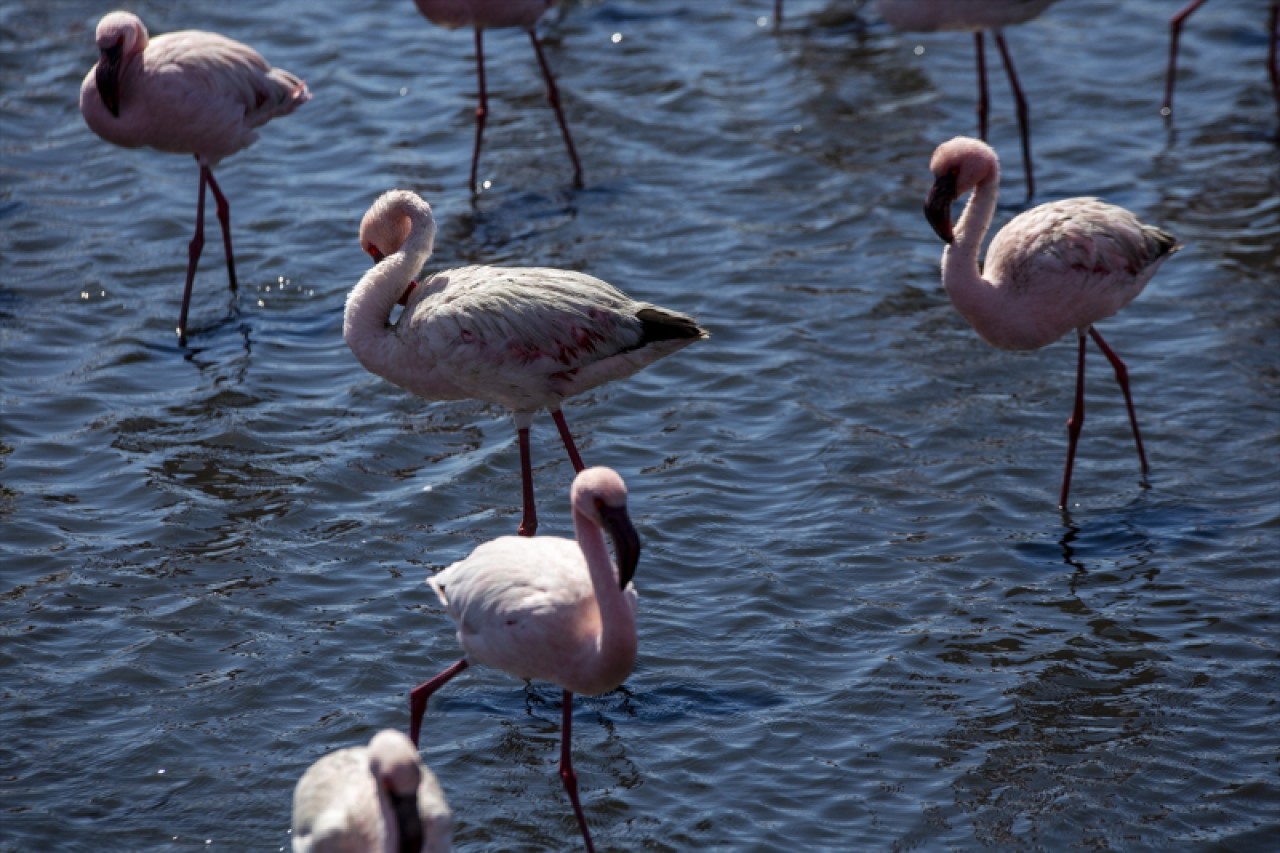 Afrika sahillerinde bir flamingo cenneti: Walvis Bay Lagünü 18