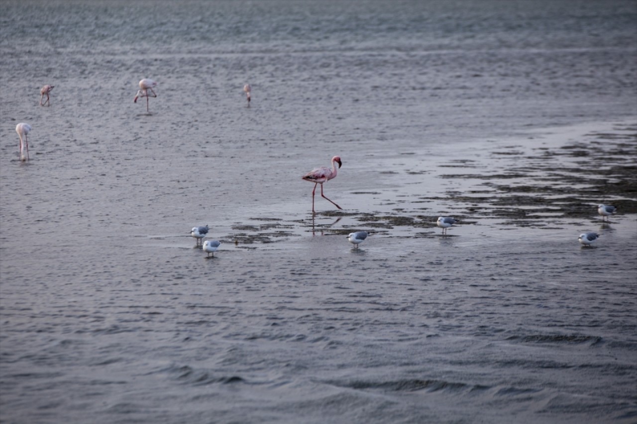 Afrika sahillerinde bir flamingo cenneti: Walvis Bay Lagünü 12