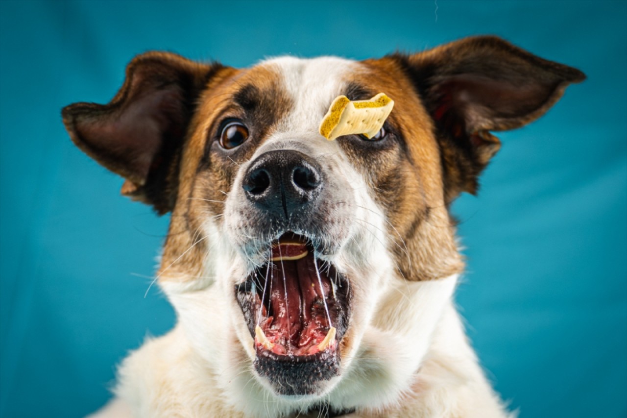 Sadık dostların ödül maması heyecanı 13