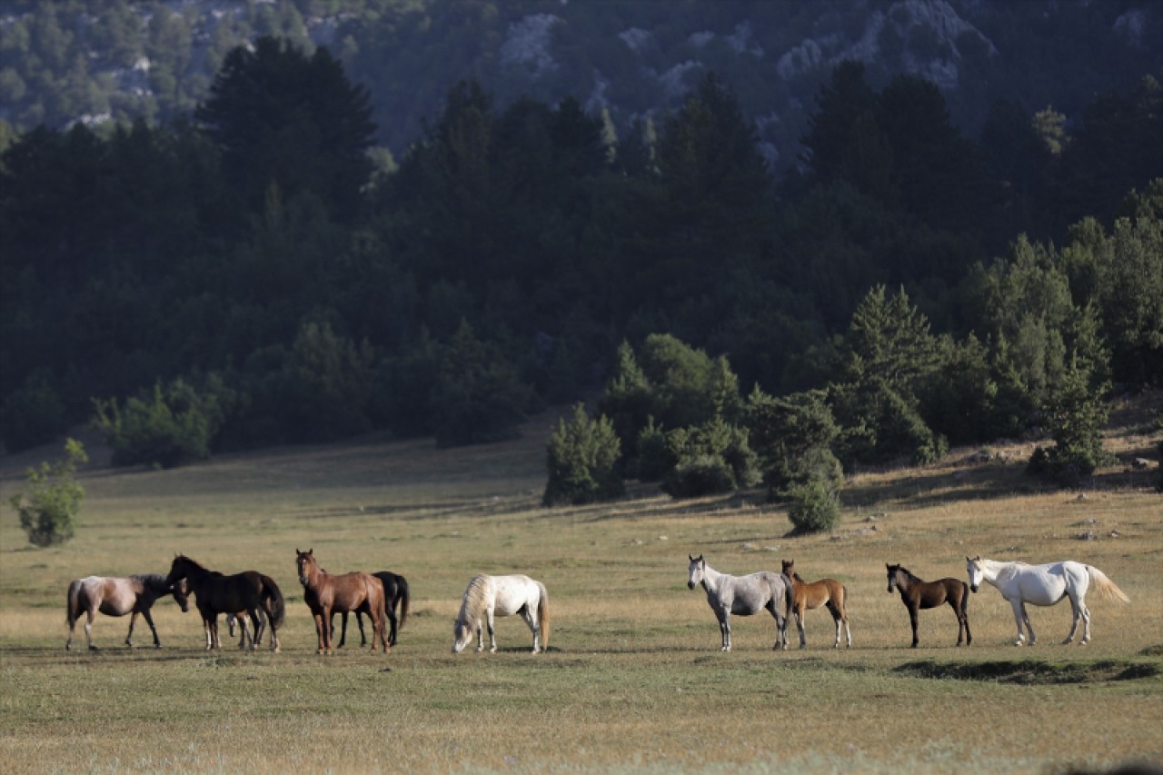 Eynif Ovası'nın yılkı atları görüntülendi 5