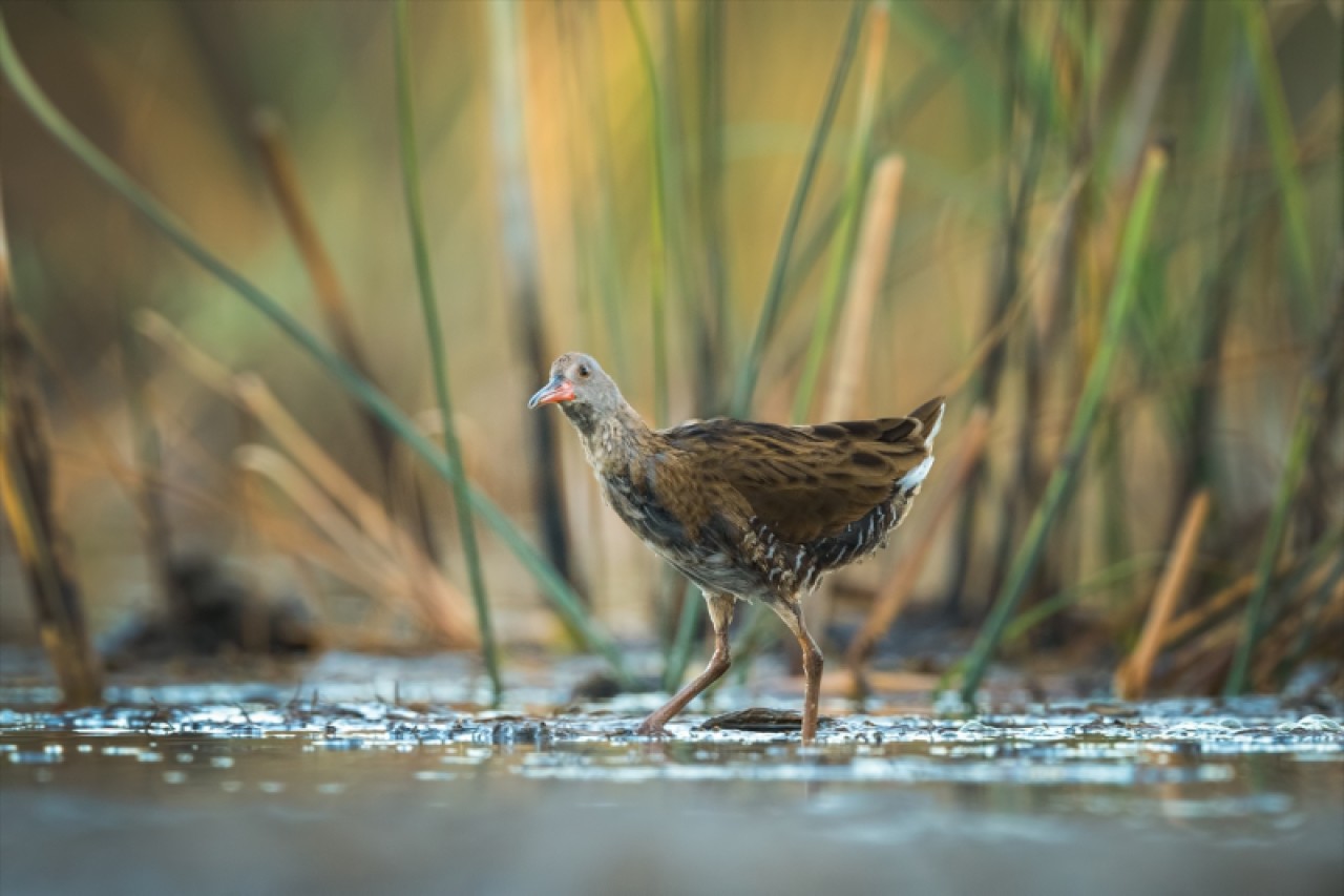 Kocaçay Deltasındaki bataklıklar çok sayıda canlı türüne ev sahipliği yapıyor 2