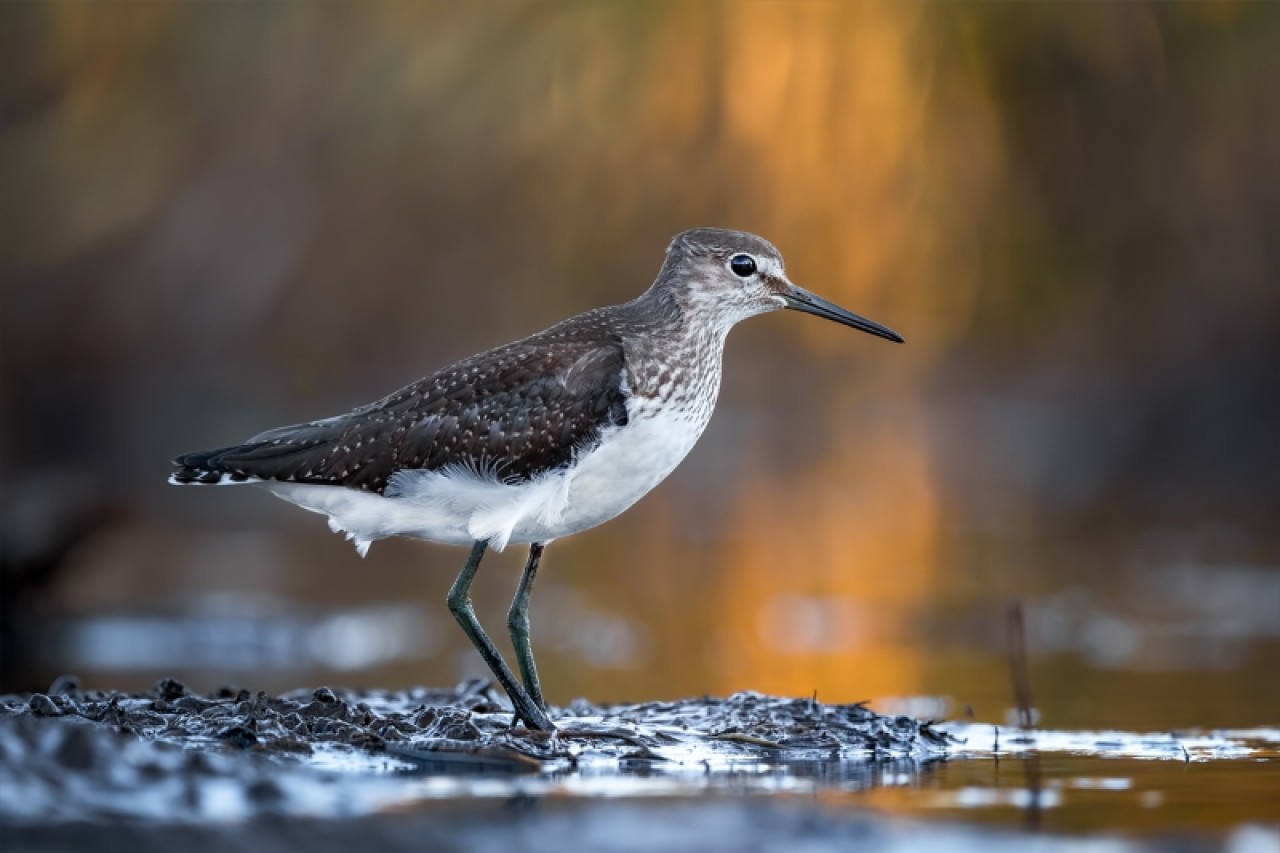 Kocaçay Deltasındaki bataklıklar çok sayıda canlı türüne ev sahipliği yapıyor 3
