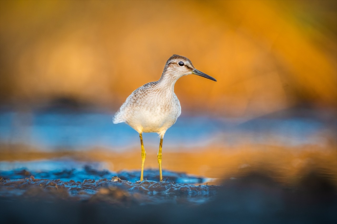 Kocaçay Deltasındaki bataklıklar çok sayıda canlı türüne ev sahipliği yapıyor 5