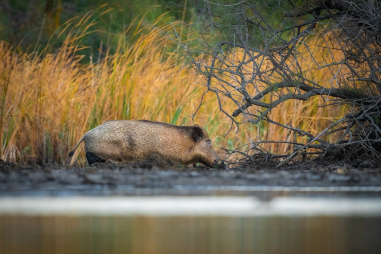 Kocaçay Deltasındaki bataklıklar çok sayıda canlı türüne ev sahipliği yapıyor 7