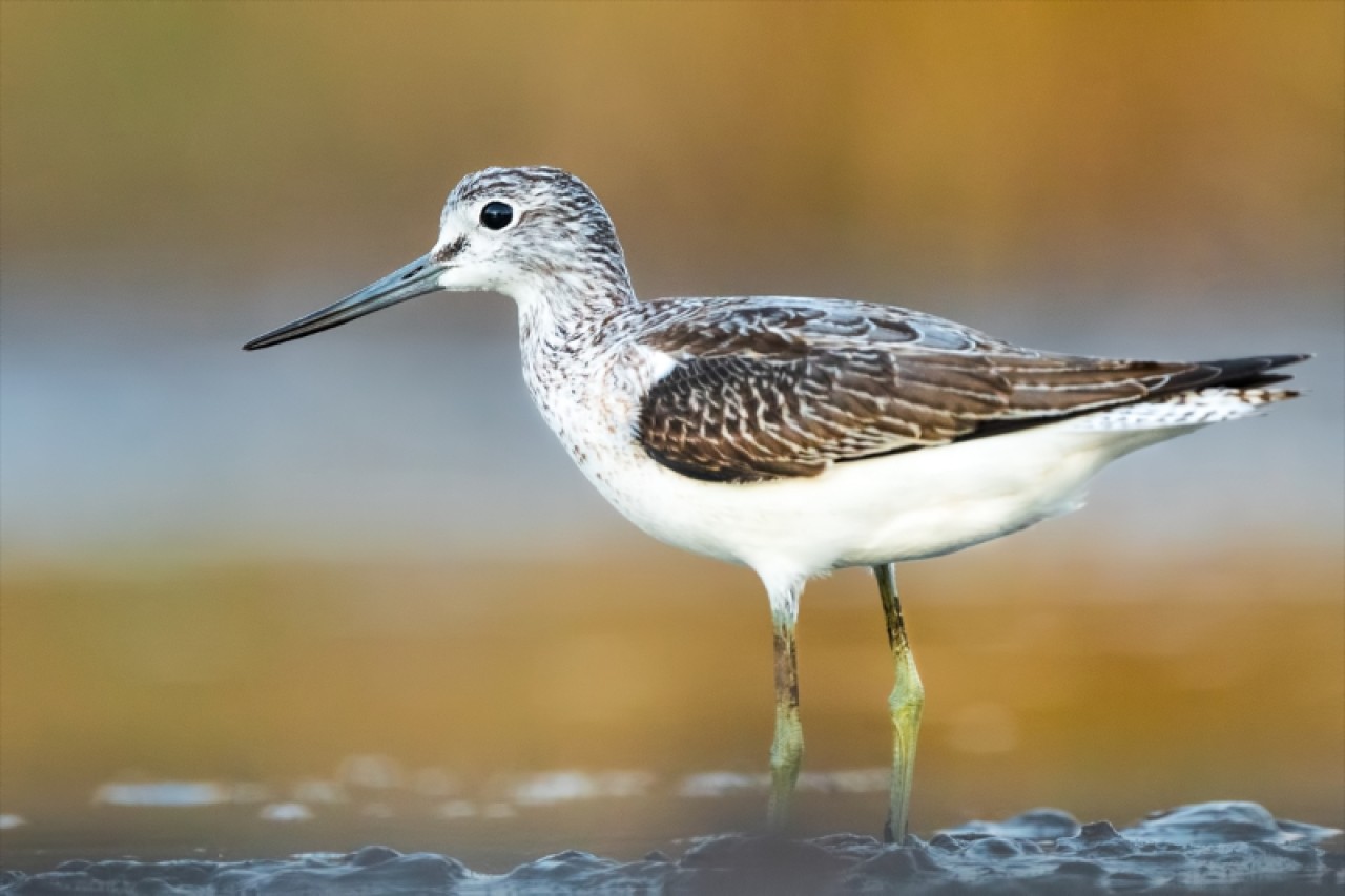 Kocaçay Deltasındaki bataklıklar çok sayıda canlı türüne ev sahipliği yapıyor 9