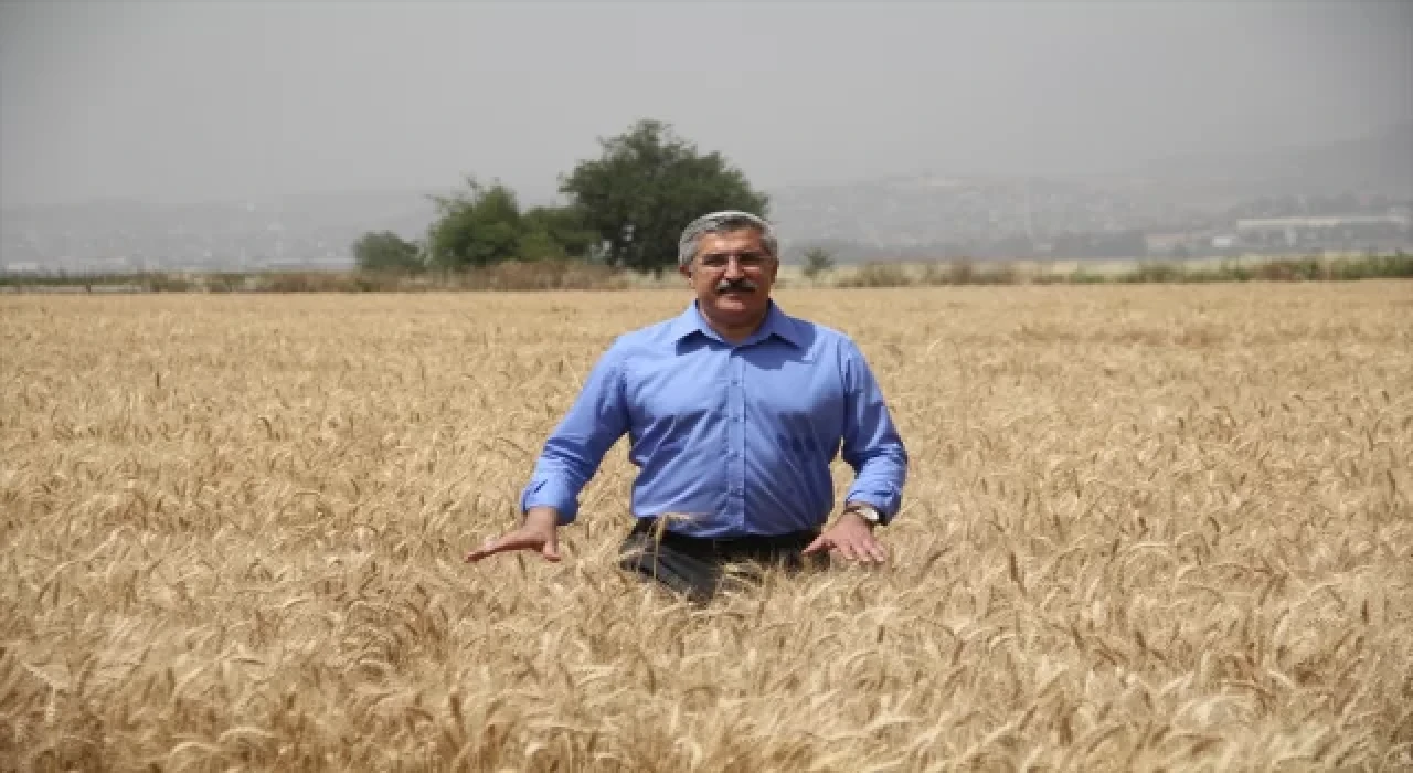 Hatay’da buğday hasadı devam ediyor