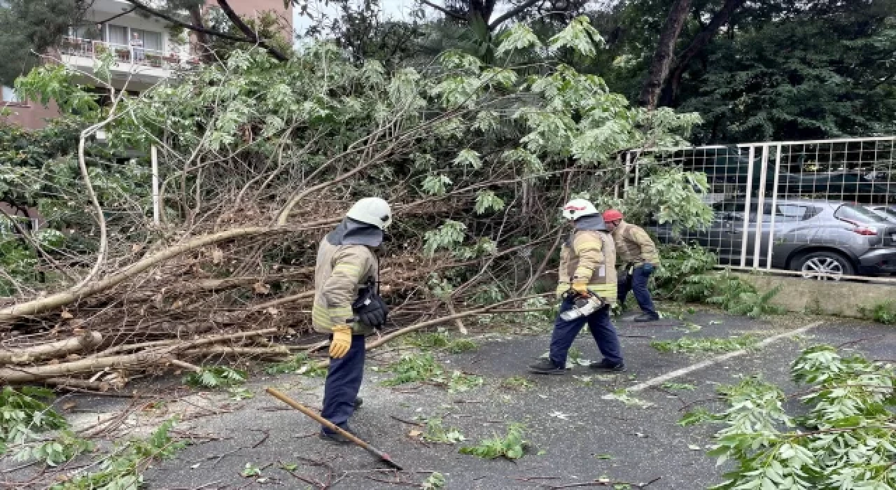 İstanbul’da devrilen ağaç 2 otomobile zarar verdi