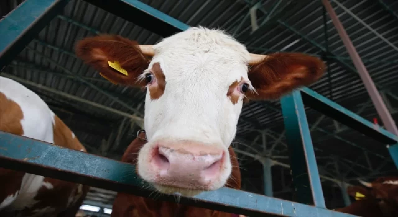Kurban pazarlarında arife yoğunluğu