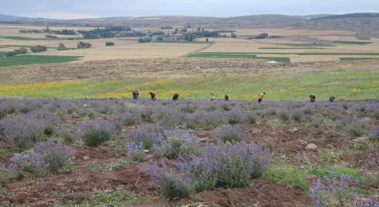 Tokat’ta atıl tarım arazisine dikilen lavantaların hasadı yapıldı