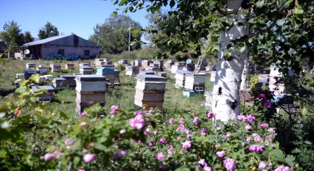 Tescilli Ardahan çiçek balında sağım mesaisi başladı