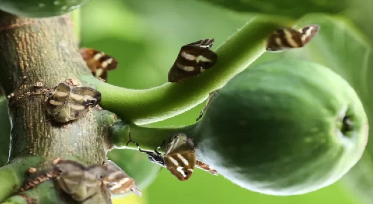 Vampir kelebek İstanbul'da her zamankinden fazla!