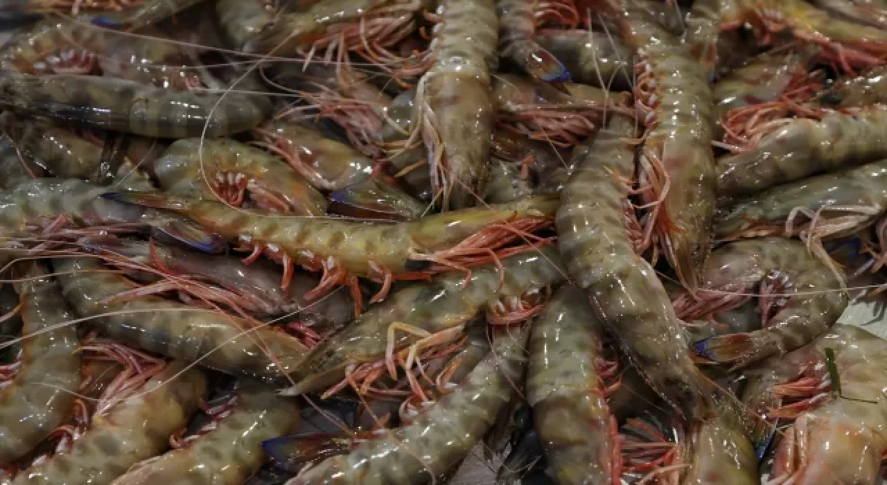 Ege’nin kara kabuk midyesini BAE, salyangozunu Fransa tercih ediyor