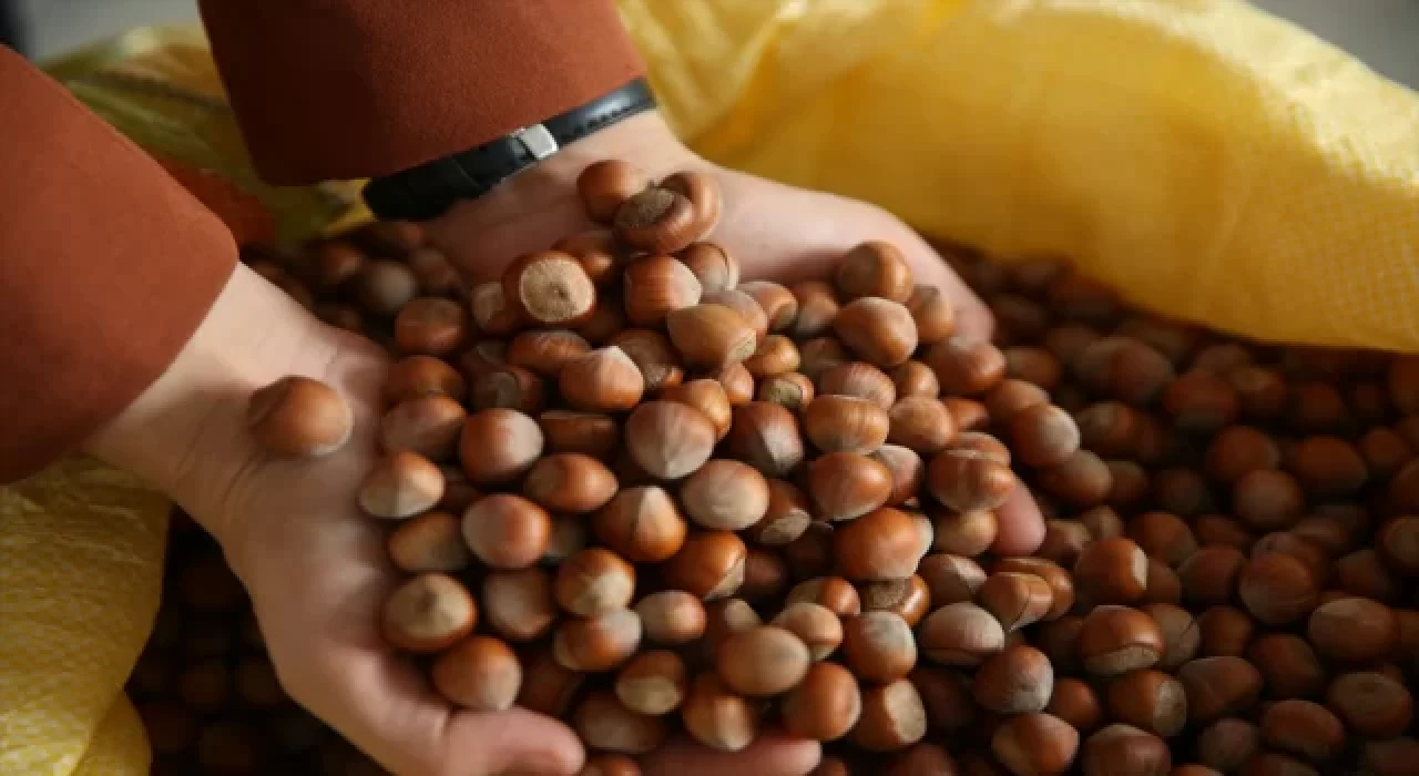 TMO fındık alımlarına başladı