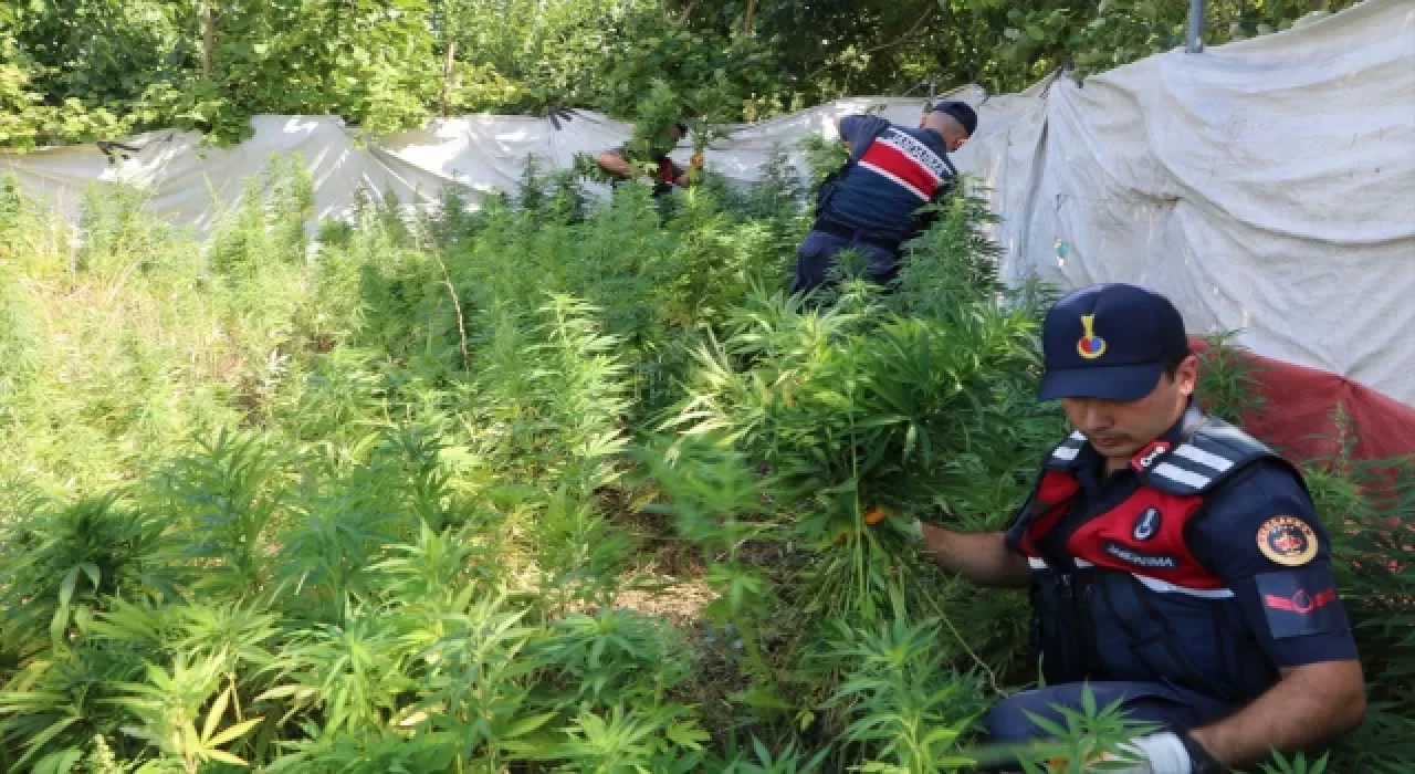 İstanbul’da 23 bin 24 kök Hint keneviri ele geçirildi, 1 zanlı tutuklandı