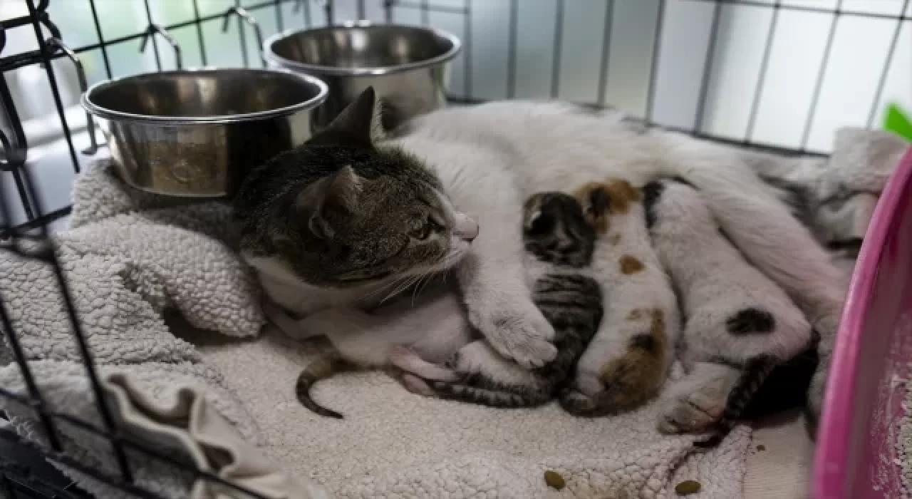 Depremde yaralanan can dostlara sıcak yuva aranıyor 