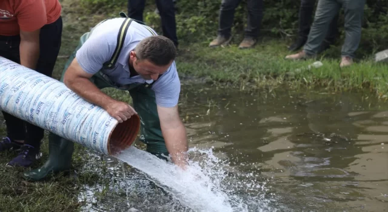 Samsun’da göl ve lagünlere 3 milyon 200 bin sazan yavrusu bırakıldı