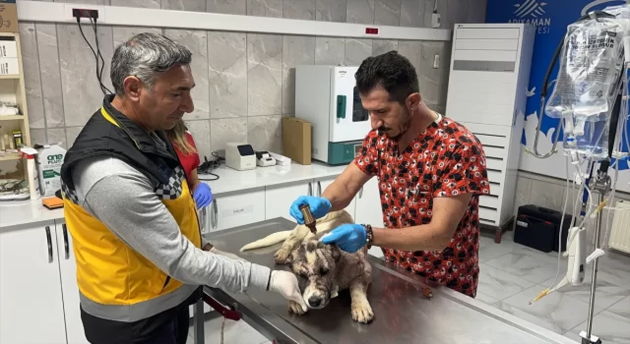Adıyaman’da sahibi tarafından bıçaklanan köpeğin tedavisi sürüyor