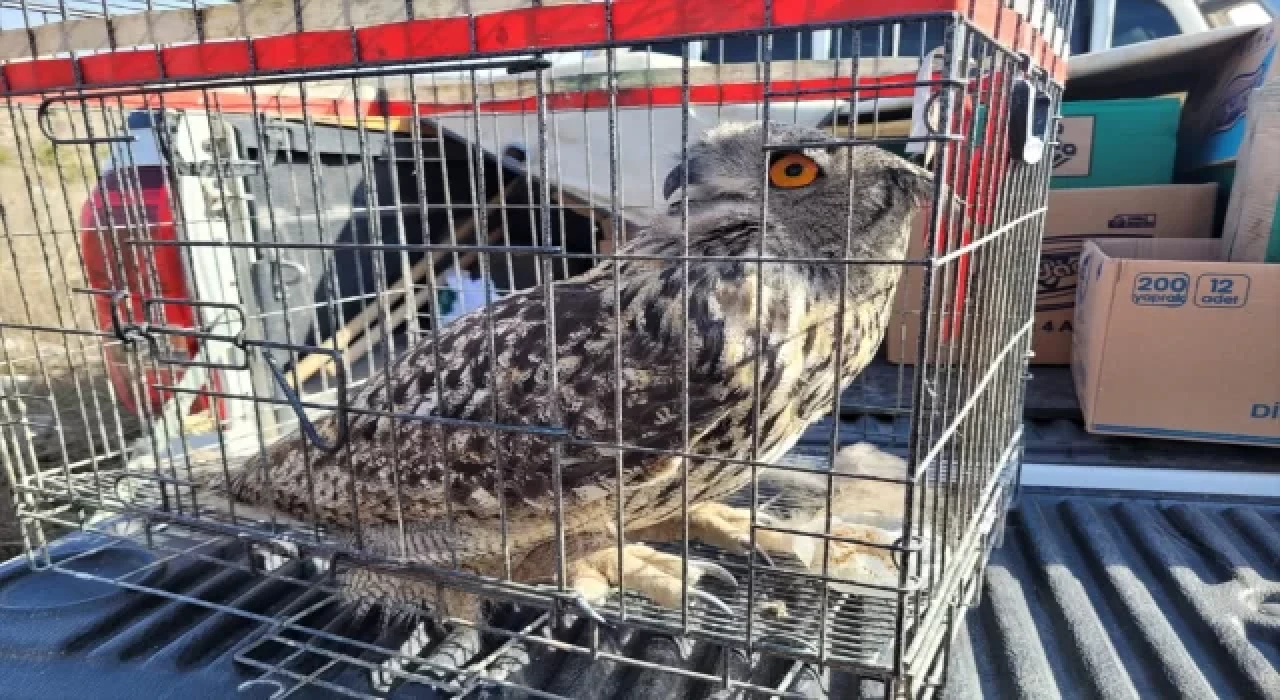 Amasya’da tedavisi tamamlanan puhu doğaya bırakıldı