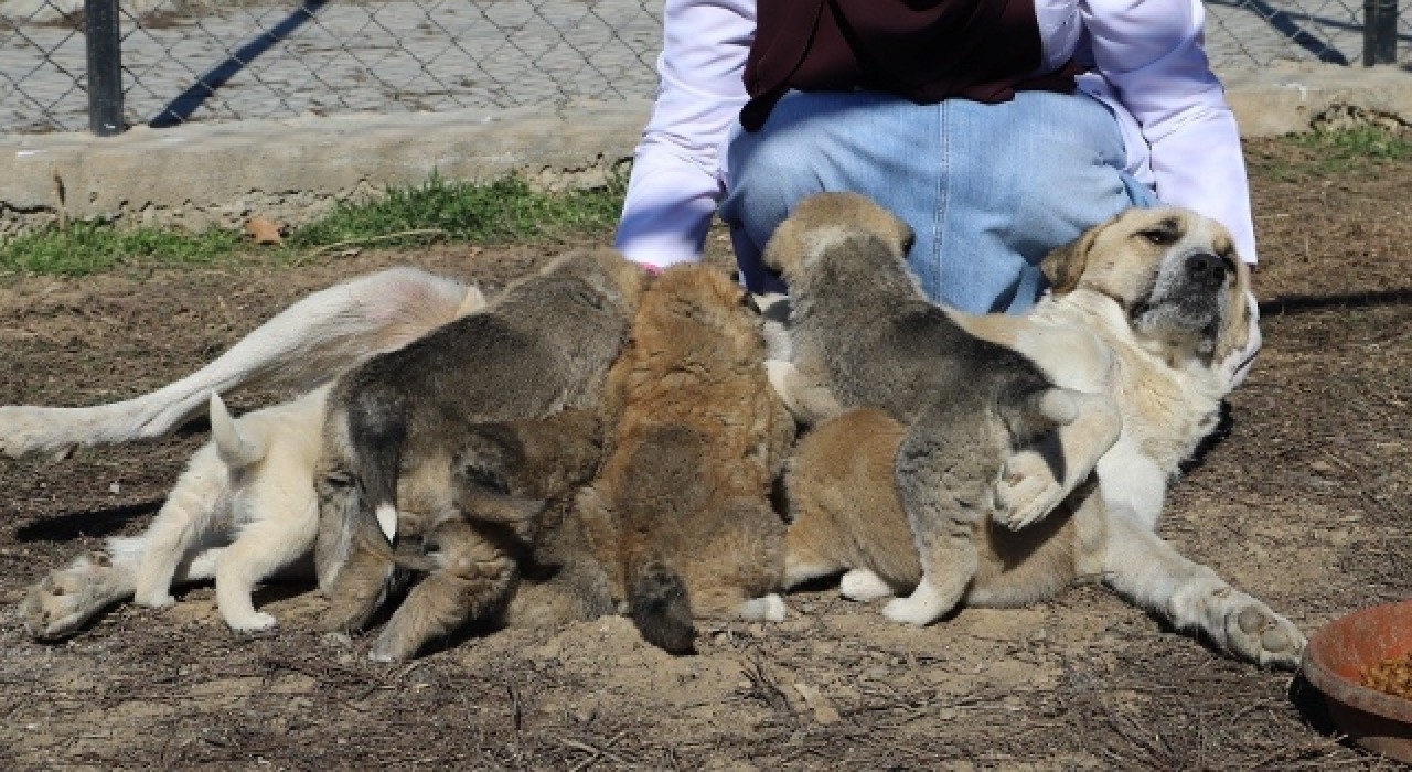 Annesiz kalan 7 yavru köpeği, başka bir anne köpek sahiplendi