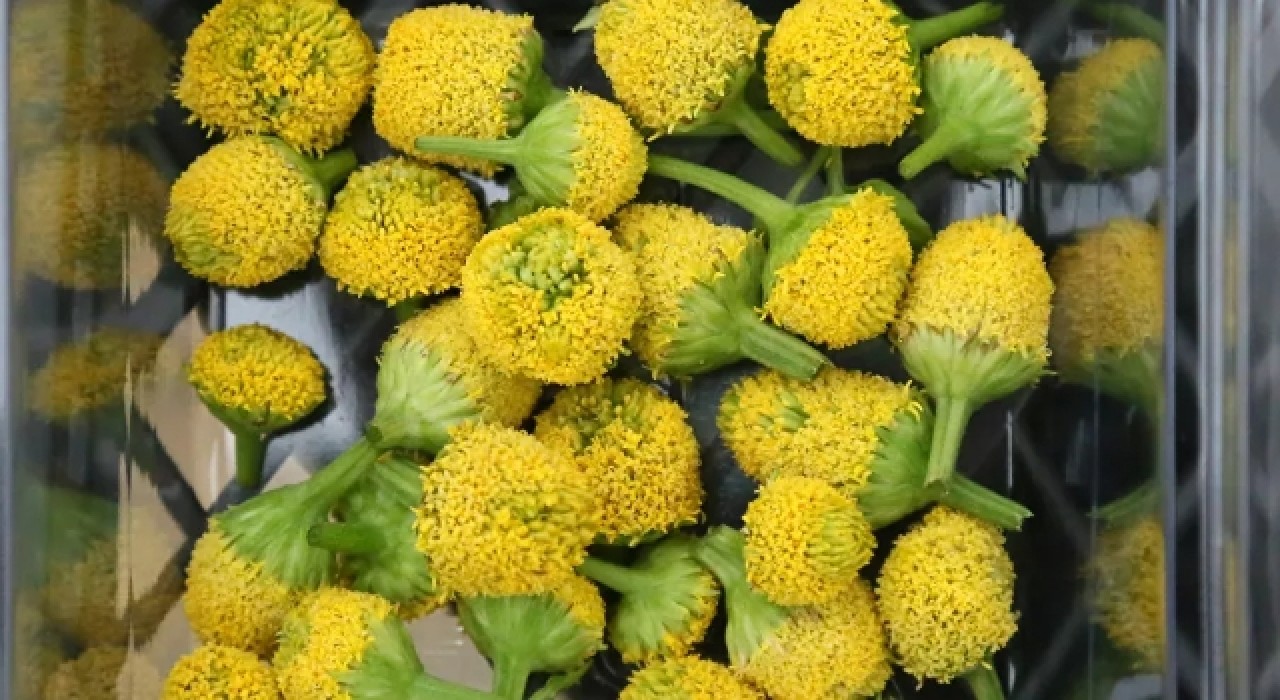 Antalya'da yetiştirilen yenilebilir elektrik çiçeğine yoğun ilgi