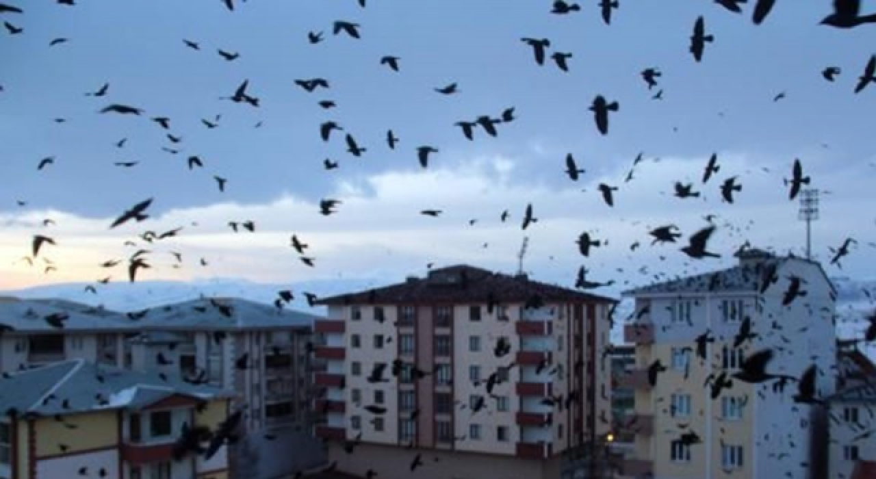 Ardahan'da istilacı kargalar: Bu sefer gece ortaya çıktılar