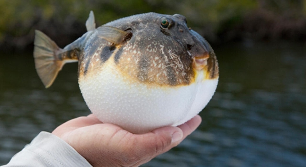 Balon balığı ağrı kesici olacak!