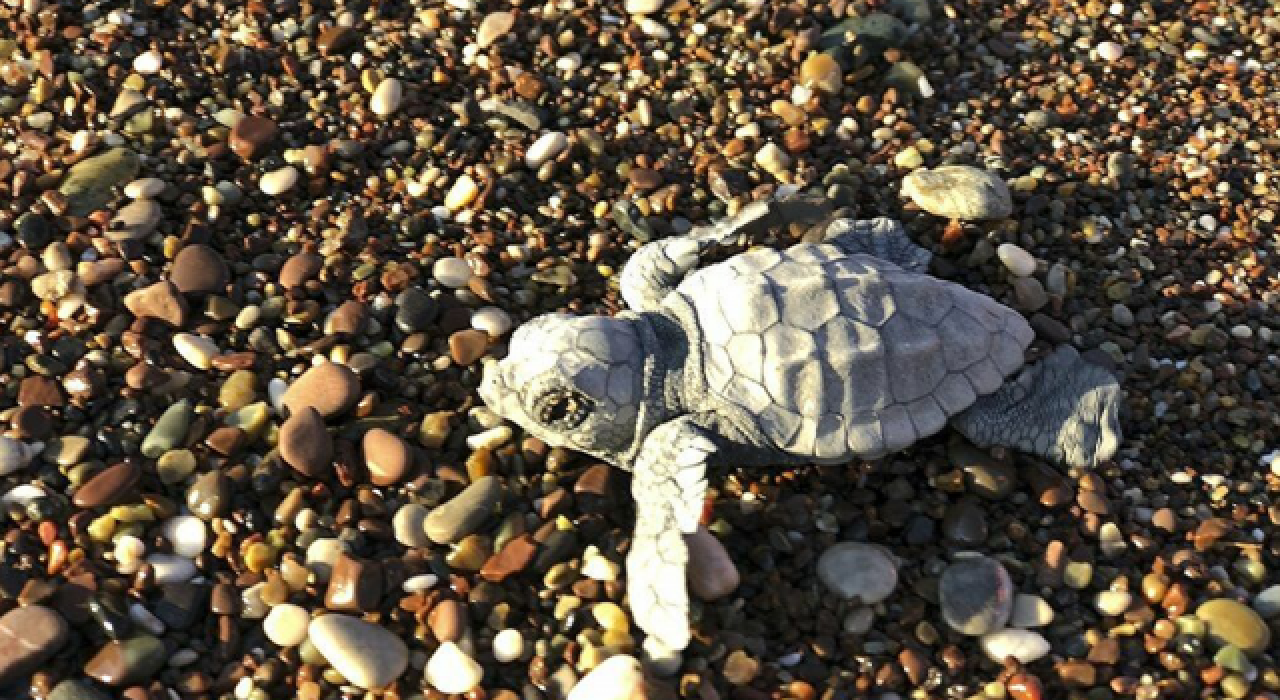 Caretta carettalar için "Kesin korunacak hassas alan" ilanı