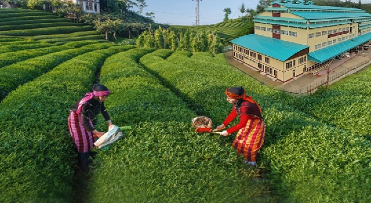 Rize'den yükselen ses: Çay Ültimatomu!