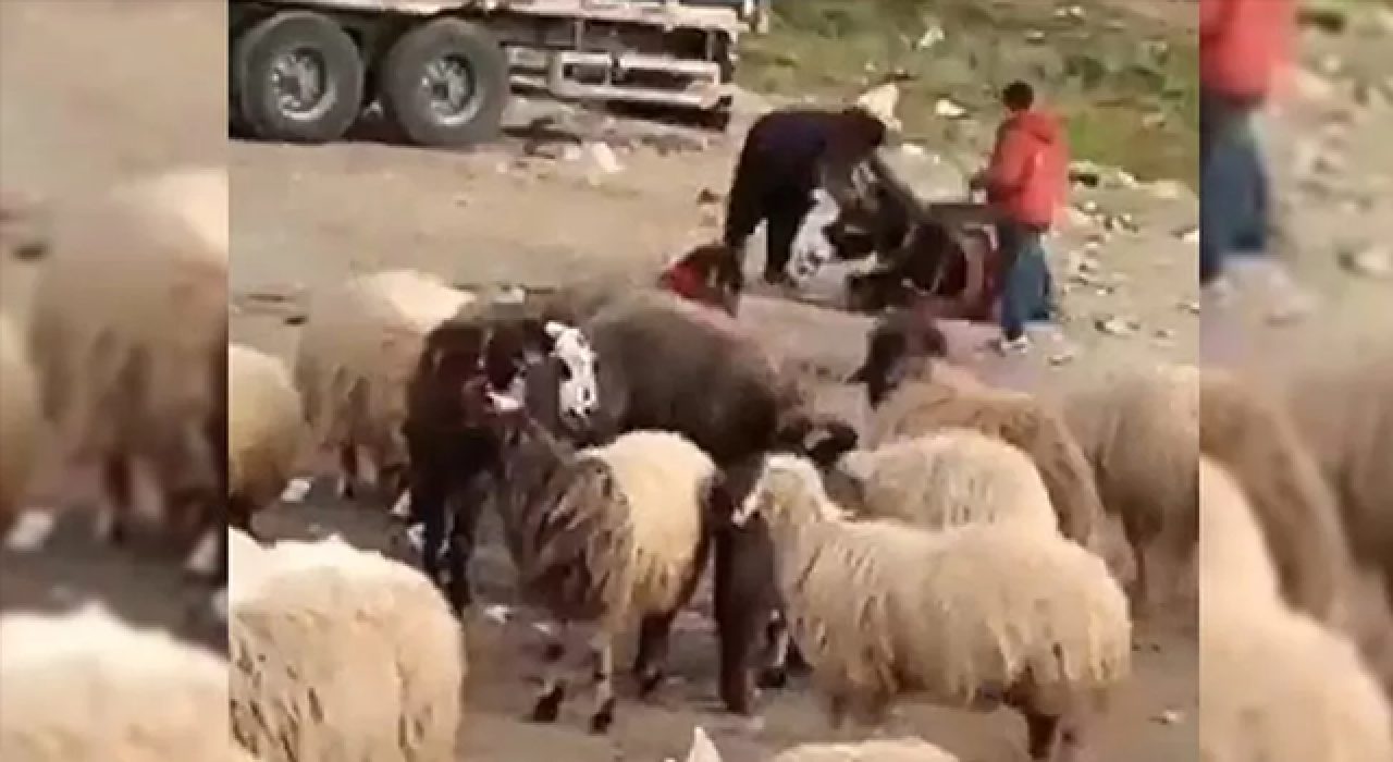 Eşeğini döven çobana 1033 lira para cezası