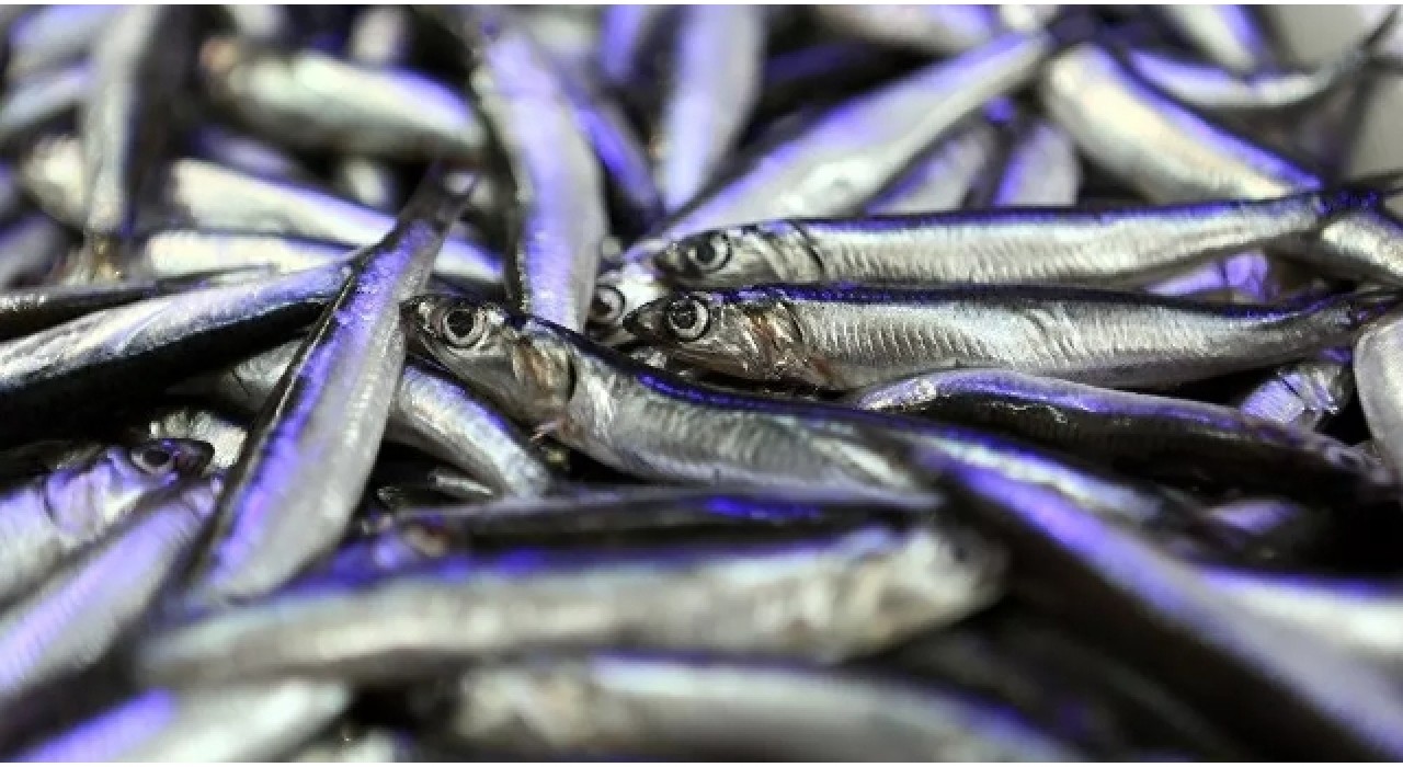 Karadeniz'de hamsi azaldı, 'çaça' avı başladı
